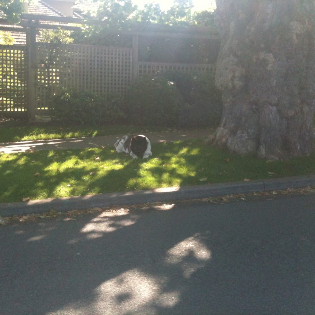 Bear Resting